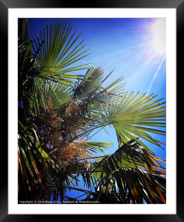 Blazing sun, blue sky, palm tree leaves Framed Mounted Print by Chris Rose