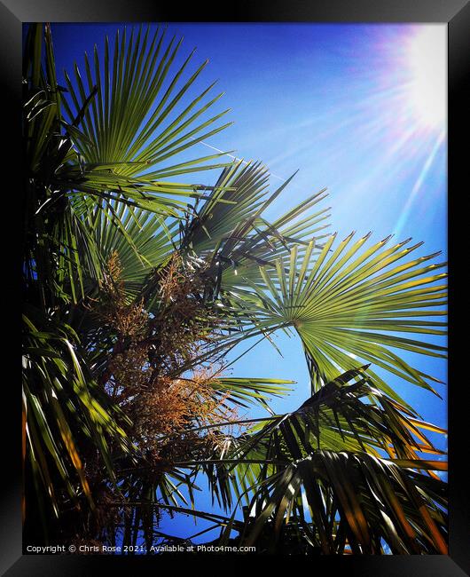 Blazing sun, blue sky, palm tree leaves Framed Print by Chris Rose