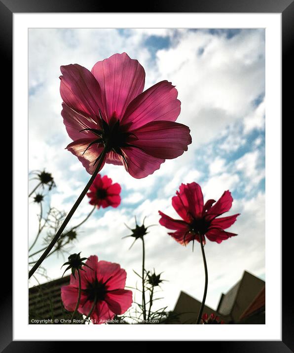 Pink cosmos flowers Framed Mounted Print by Chris Rose