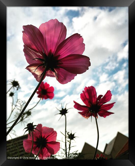 Pink cosmos flowers Framed Print by Chris Rose