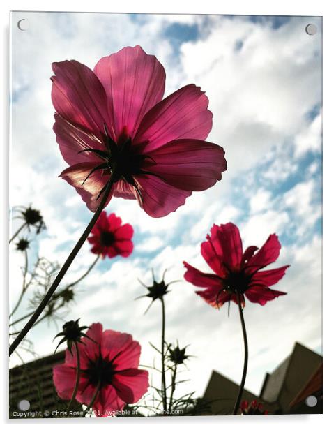 Pink cosmos flowers Acrylic by Chris Rose