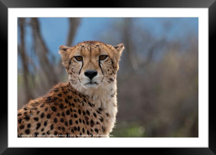 Annoyed cheetah Framed Mounted Print by Adrian Turnbull-Kemp