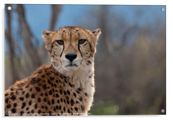 Annoyed cheetah Acrylic by Adrian Turnbull-Kemp
