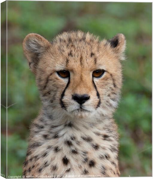Pensive cheetah cub Canvas Print by Adrian Turnbull-Kemp