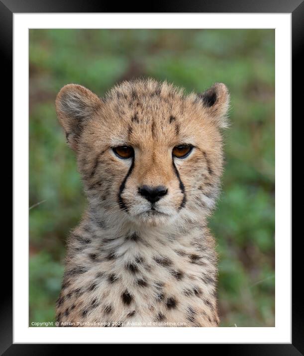Pensive cheetah cub Framed Mounted Print by Adrian Turnbull-Kemp