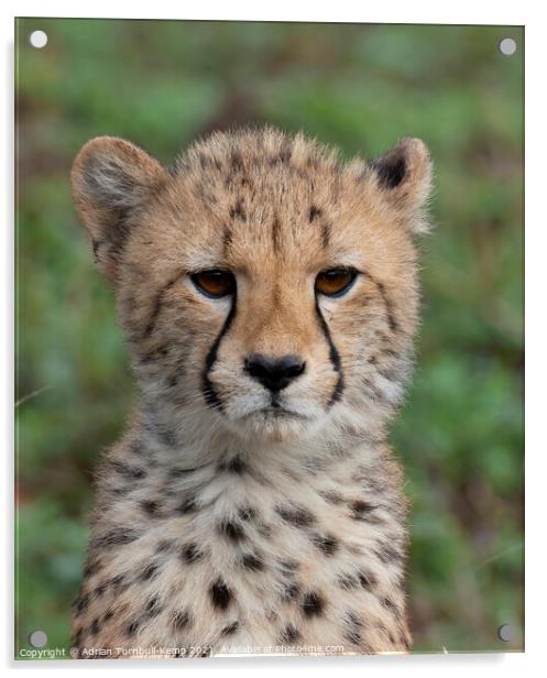 Pensive cheetah cub Acrylic by Adrian Turnbull-Kemp