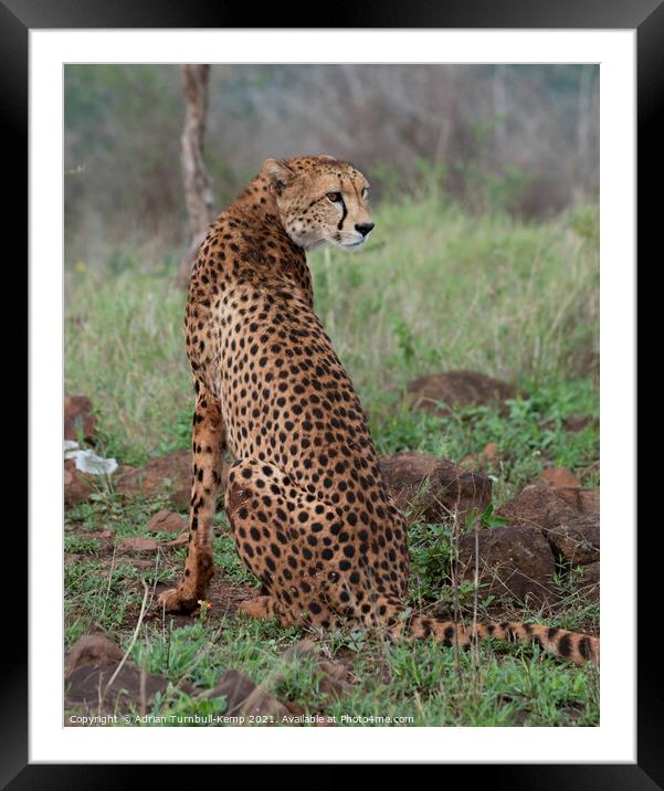 Watchful female cheetah Framed Mounted Print by Adrian Turnbull-Kemp