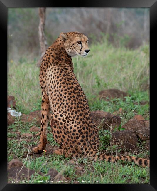 Watchful female cheetah Framed Print by Adrian Turnbull-Kemp