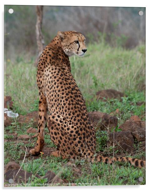 Watchful female cheetah Acrylic by Adrian Turnbull-Kemp