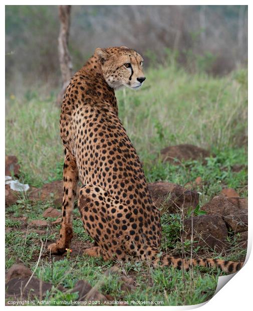 Watchful female cheetah Print by Adrian Turnbull-Kemp