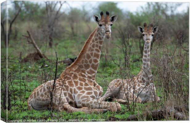 Adolescent and juvenile giraffes at rest Canvas Print by Adrian Turnbull-Kemp