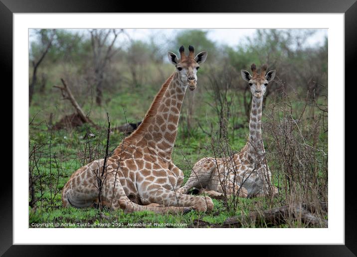 Adolescent and juvenile giraffes at rest Framed Mounted Print by Adrian Turnbull-Kemp