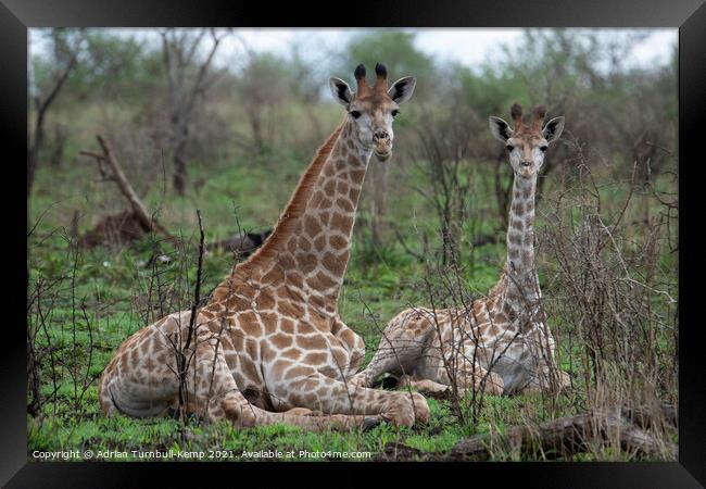 Adolescent and juvenile giraffes at rest Framed Print by Adrian Turnbull-Kemp