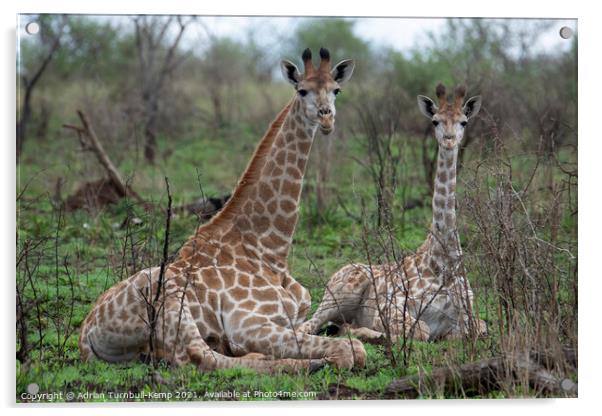 Adolescent and juvenile giraffes at rest Acrylic by Adrian Turnbull-Kemp
