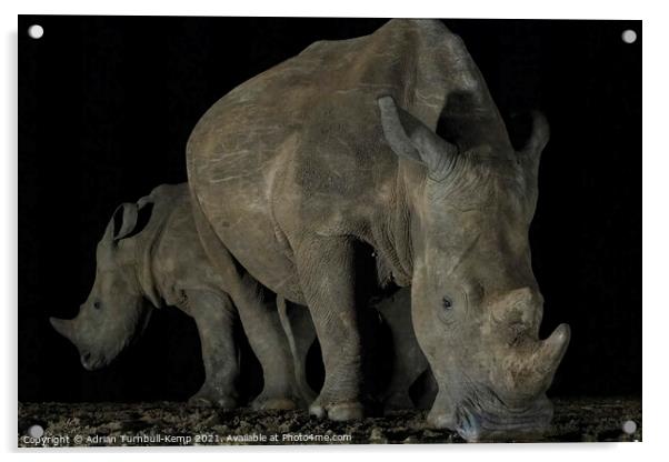 White rhinos at night waterhole Acrylic by Adrian Turnbull-Kemp