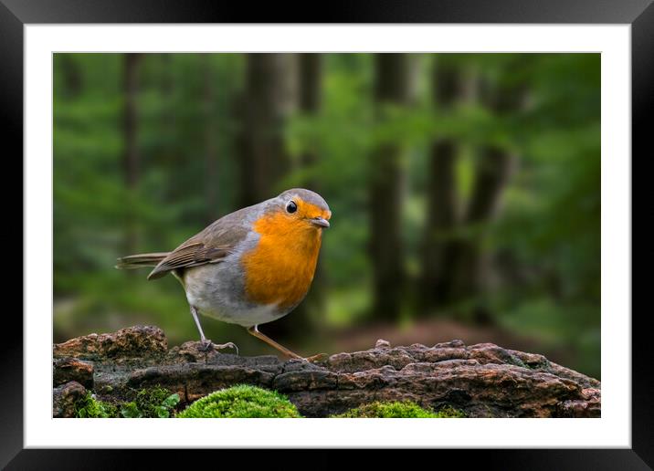 European Robin in Woodland Framed Mounted Print by Arterra 