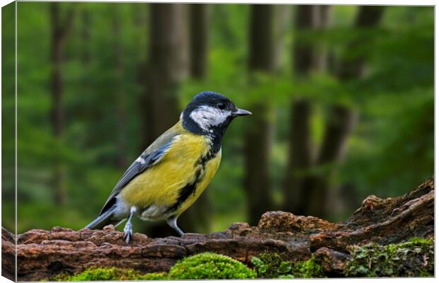 Great Tit in Woodland Canvas Print by Arterra 