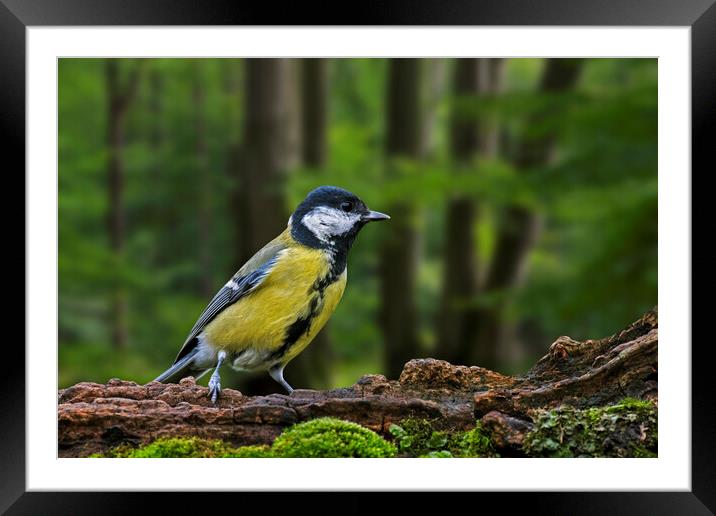 Great Tit in Woodland Framed Mounted Print by Arterra 