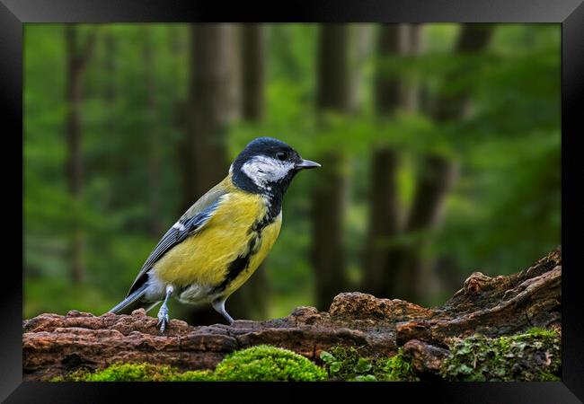 Great Tit in Woodland Framed Print by Arterra 