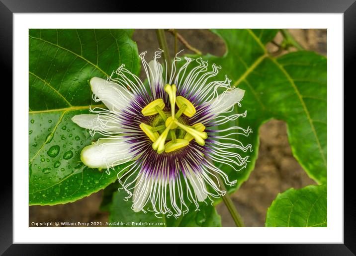 Purple White Yellow Passion Flower Moorea Tahiti Framed Mounted Print by William Perry