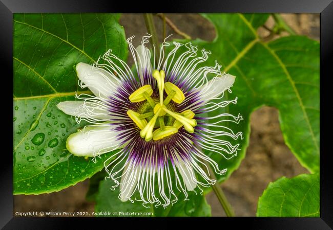 Purple White Yellow Passion Flower Moorea Tahiti Framed Print by William Perry