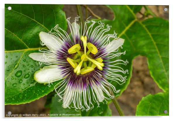 Purple White Yellow Passion Flower Moorea Tahiti Acrylic by William Perry