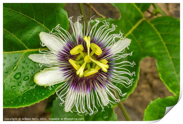 Purple White Yellow Passion Flower Moorea Tahiti Print by William Perry