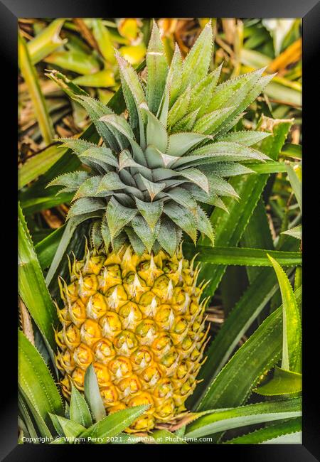 Pineapple Growing Field Moorea Tahiti Framed Print by William Perry