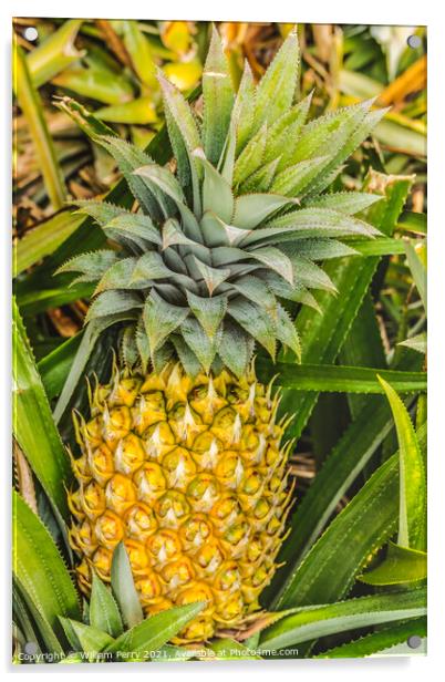 Pineapple Growing Field Moorea Tahiti Acrylic by William Perry