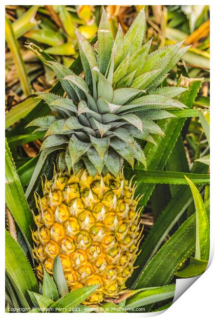 Pineapple Growing Field Moorea Tahiti Print by William Perry