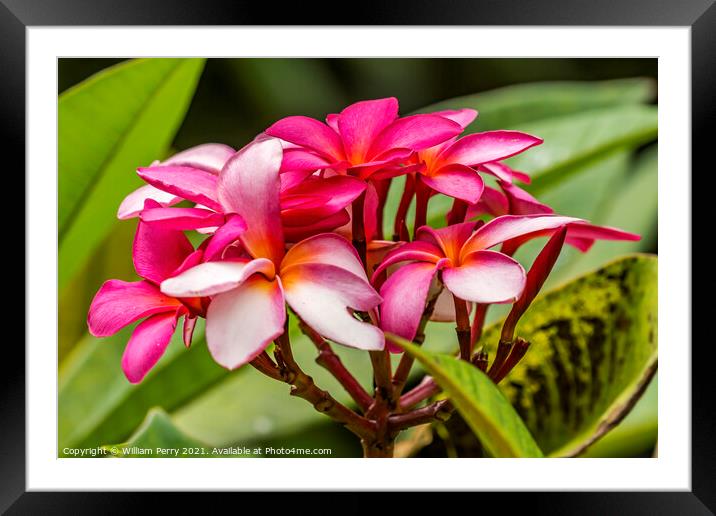 Pink Yellow Frangipini Moorea Tahiti Framed Mounted Print by William Perry