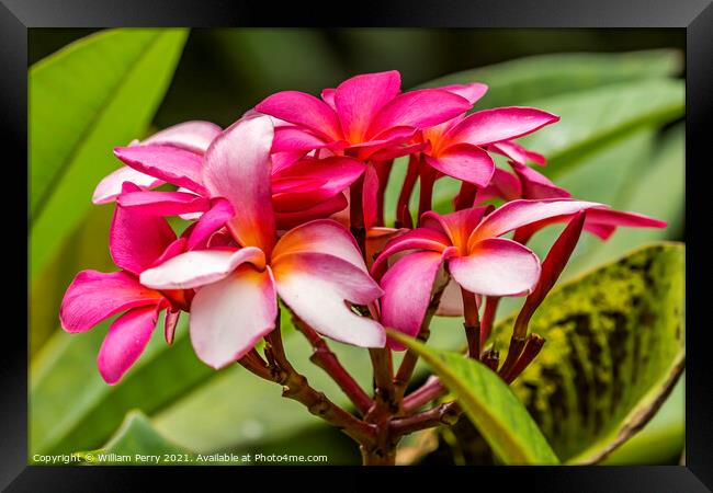 Pink Yellow Frangipini Moorea Tahiti Framed Print by William Perry