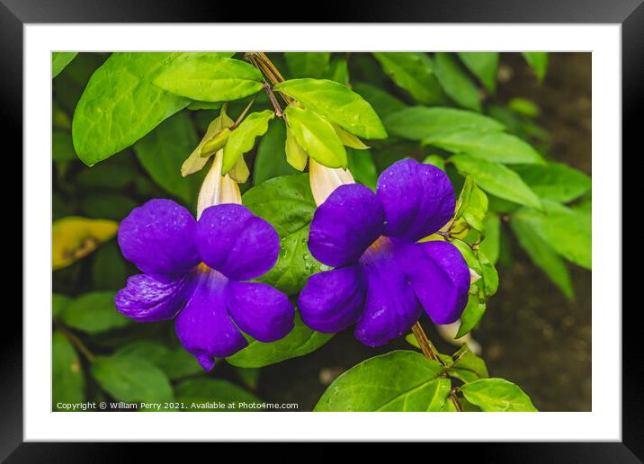 Purple Flowers Bush Clockvine Moorea Tahiti Framed Mounted Print by William Perry