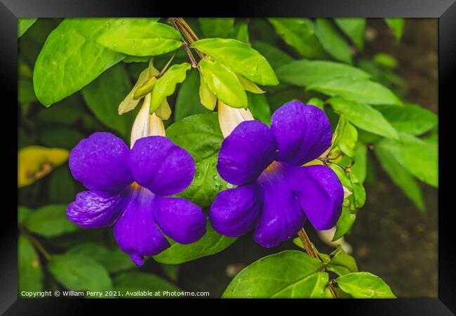 Purple Flowers Bush Clockvine Moorea Tahiti Framed Print by William Perry