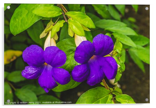 Purple Flowers Bush Clockvine Moorea Tahiti Acrylic by William Perry