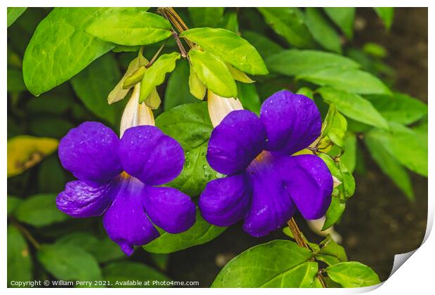 Purple Flowers Bush Clockvine Moorea Tahiti Print by William Perry