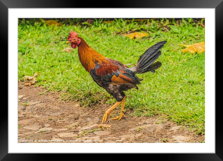 Red Junglefowl Rooster Moorea Tahiiti Framed Mounted Print by William Perry
