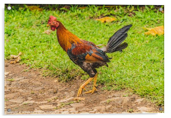 Red Junglefowl Rooster Moorea Tahiiti Acrylic by William Perry
