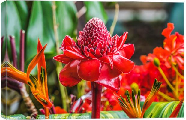 Red Torch Ginger Moorea Tahiti Canvas Print by William Perry