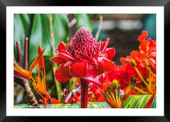 Red Torch Ginger Moorea Tahiti Framed Mounted Print by William Perry