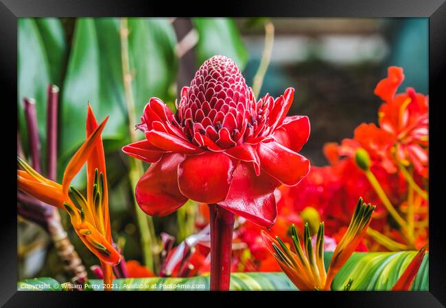 Red Torch Ginger Moorea Tahiti Framed Print by William Perry