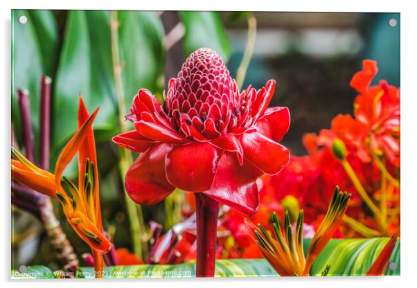 Red Torch Ginger Moorea Tahiti Acrylic by William Perry
