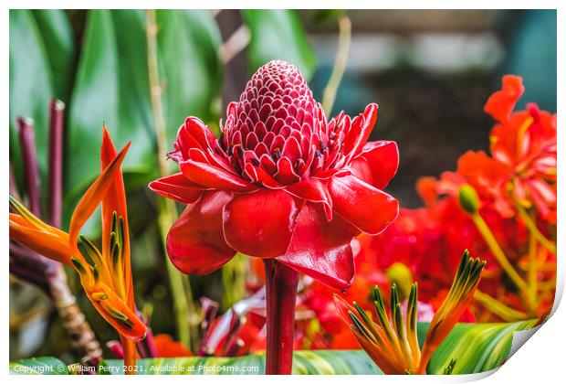 Red Torch Ginger Moorea Tahiti Print by William Perry