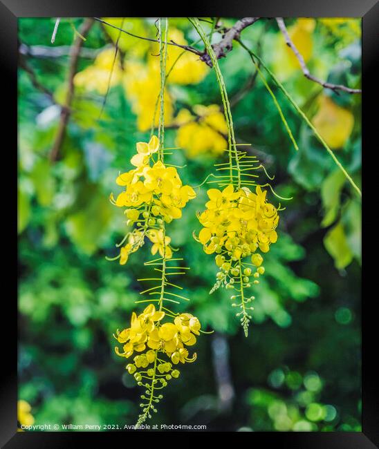 Golden Shower Yellow Flowers Tree Moorea Tahiti Framed Print by William Perry