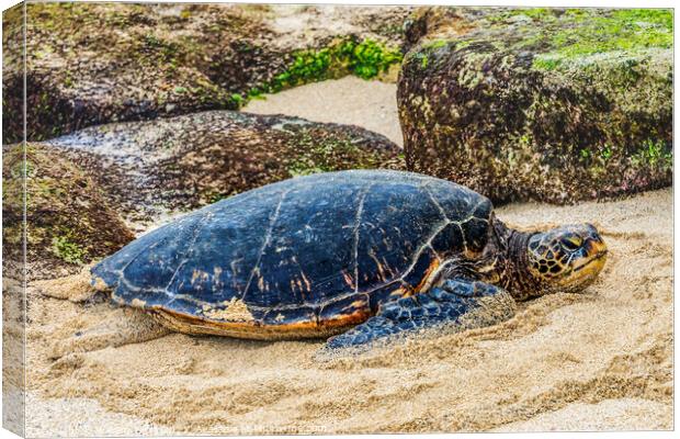 Green Sea Turtle Laying Eggs Maui Hawaii Canvas Print by William Perry