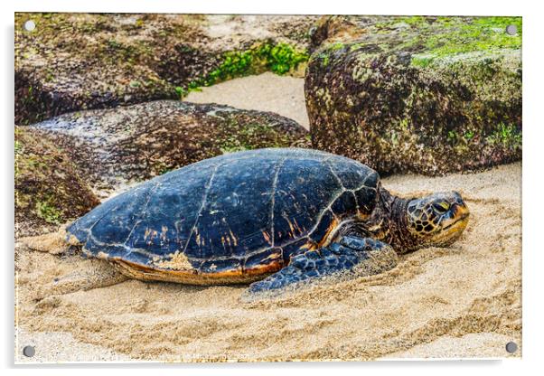Green Sea Turtle Laying Eggs Maui Hawaii Acrylic by William Perry