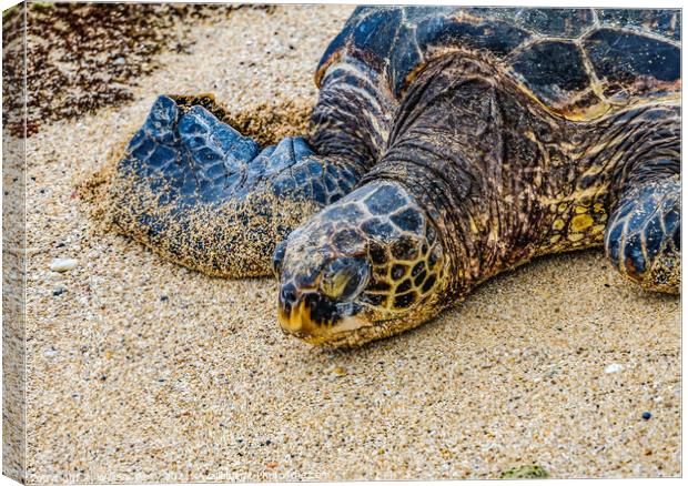 Green Sea Turtle Laying Eggs Maui Hawaii Canvas Print by William Perry