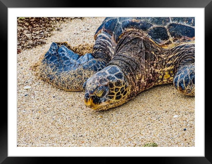 Green Sea Turtle Laying Eggs Maui Hawaii Framed Mounted Print by William Perry