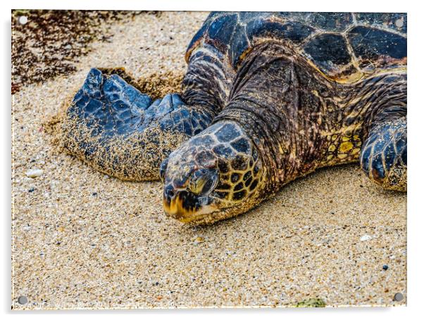 Green Sea Turtle Laying Eggs Maui Hawaii Acrylic by William Perry