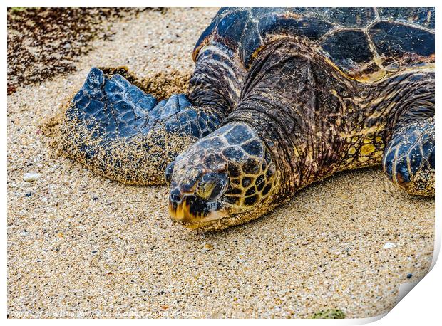 Green Sea Turtle Laying Eggs Maui Hawaii Print by William Perry